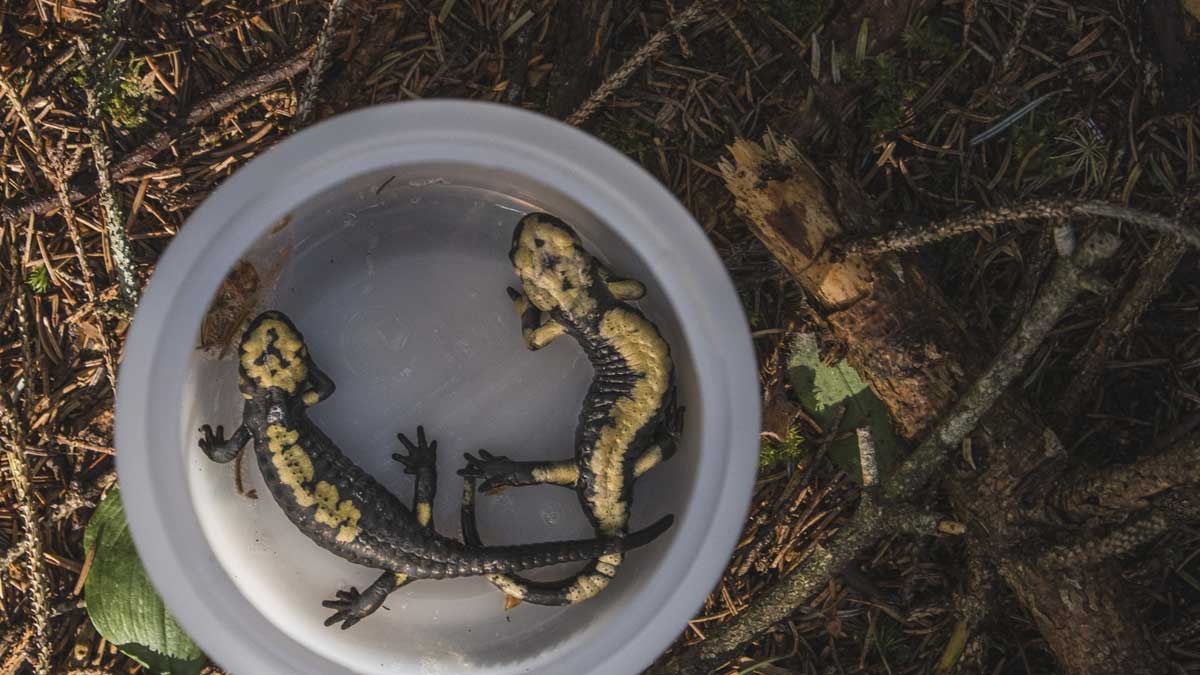 Nuova popolazione di salamandra individuata in Trentino
