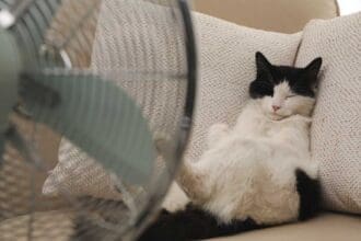 Animali e caldo precoce: la responsabilità è nostra