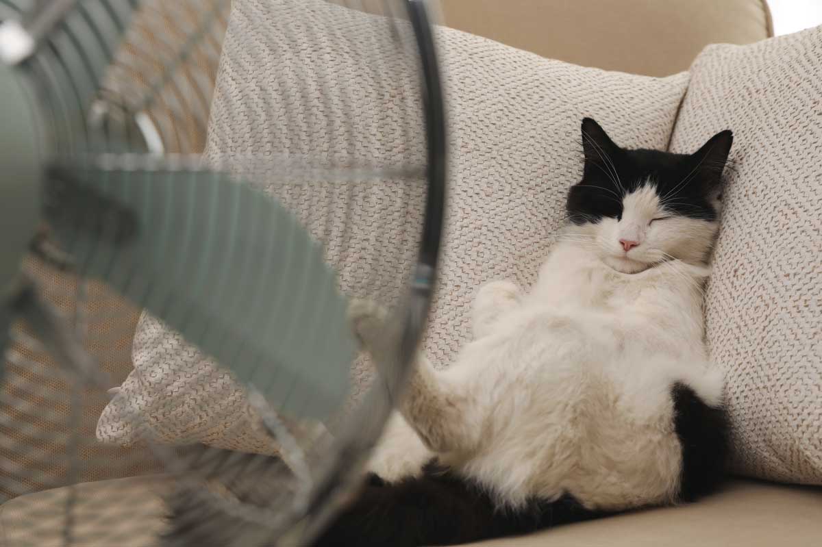 Animali e caldo precoce: la responsabilità è nostra